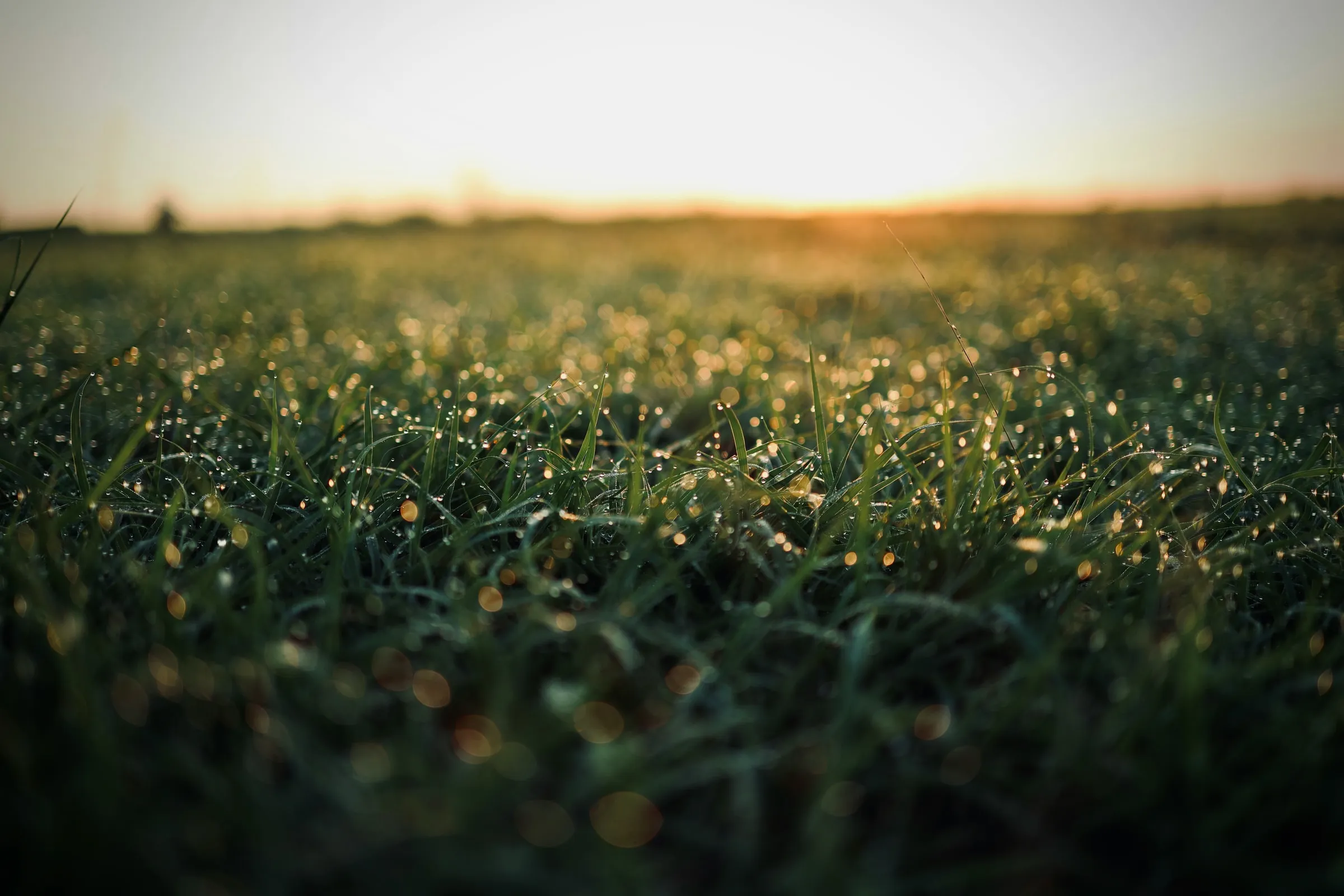Dauw op het gras bij zonsopgang
