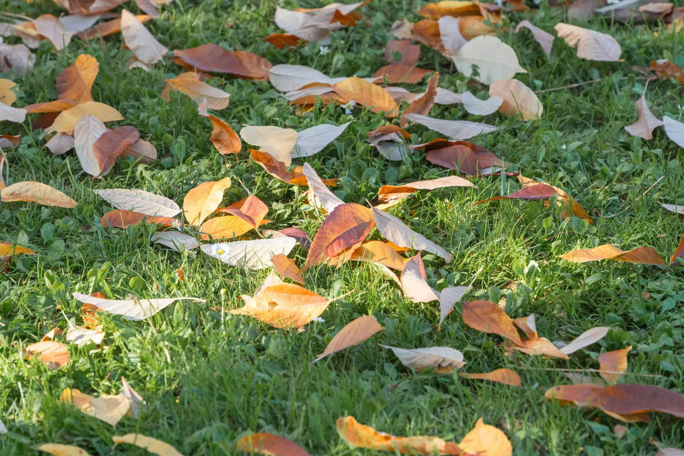 Herfstbladeren op een groen gazon
