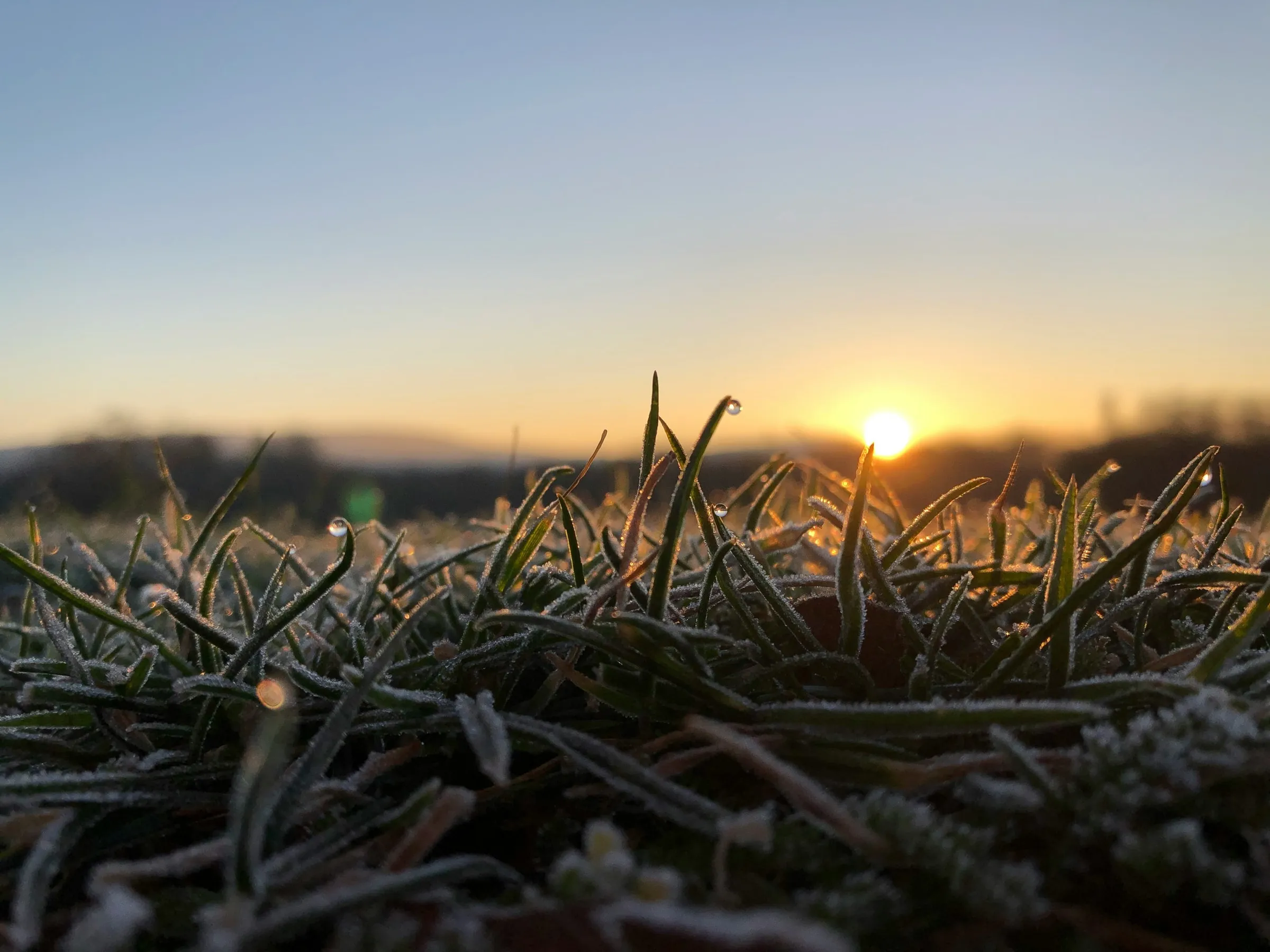 Berijpt gras bij zonsopgang