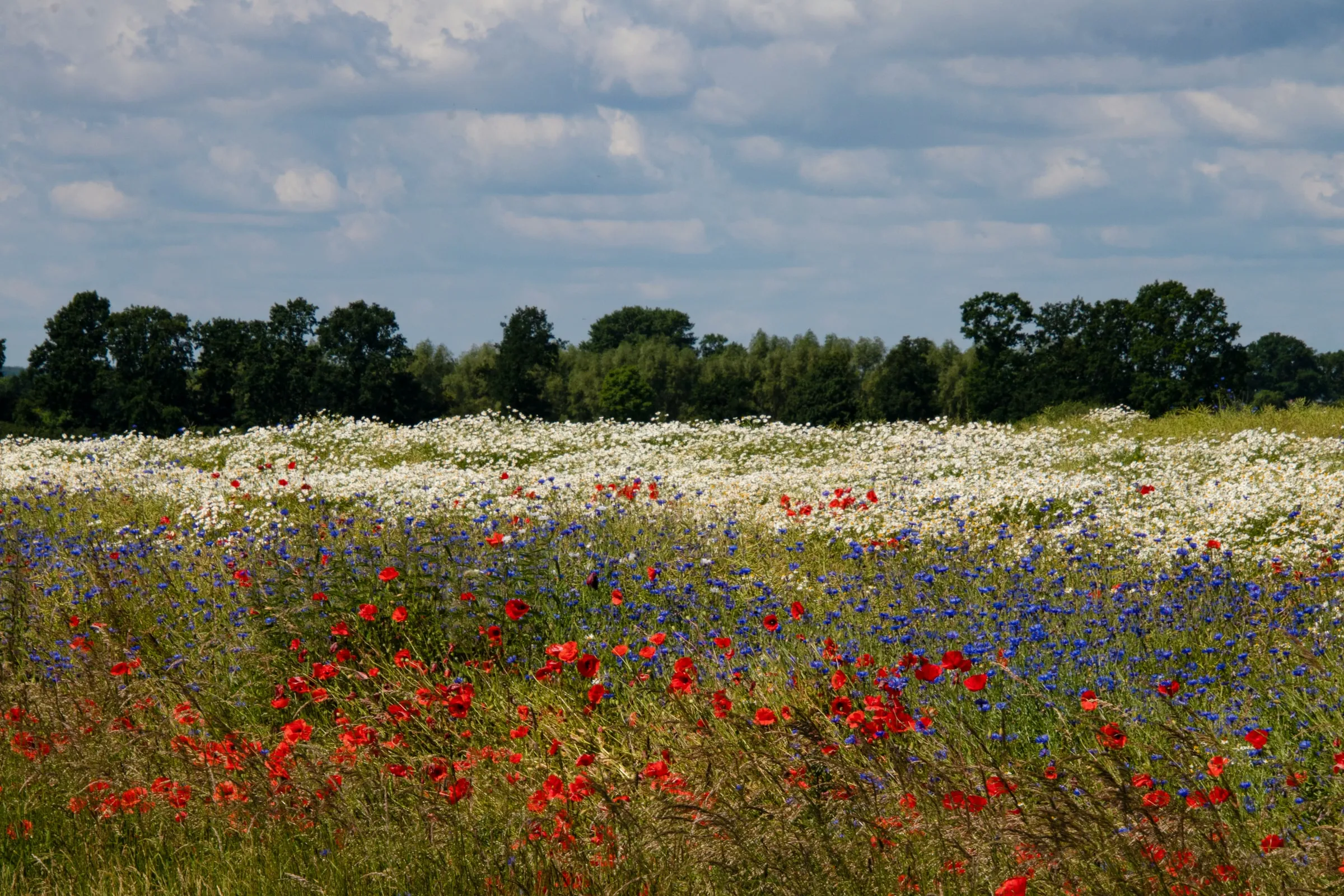 Een veld vol klaprozen, korenbloemen en kamille